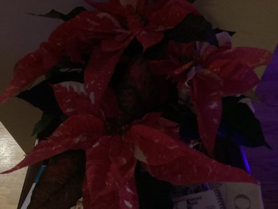 IMG_0085.jpeg
