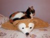 Duffy cat.jpg