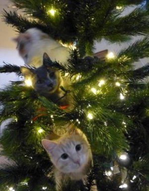 Kitten-tree-small.JPG
