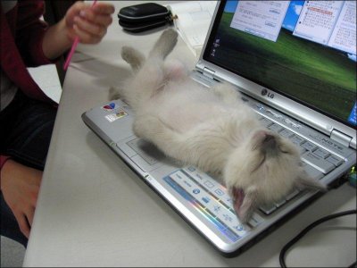 computer cat.jpg
