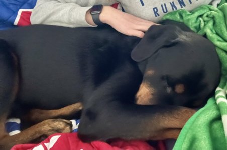 adorable snoozle.jpg
