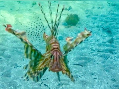 IMG_2663.jpeg
