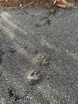 IMG_9606.jpeg