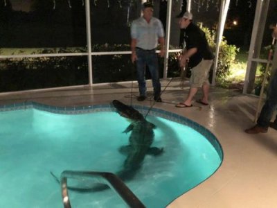 pool gator 1.jpg