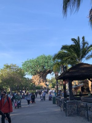 IMG_8185.jpeg