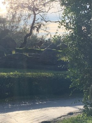 IMG_8225.jpeg