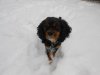 leroy snow.jpg