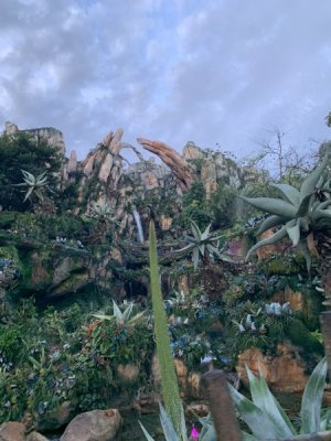IMG_8301.jpeg