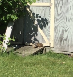 IMG_3528.jpeg