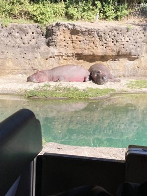 IMG_2981.jpeg
