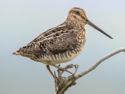 Wilson's Snipe.jpg