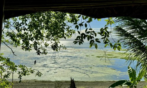 IMG_2911.jpeg