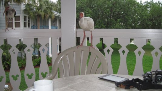 IMG_1520.jpeg