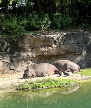 IMG_3268.jpeg
