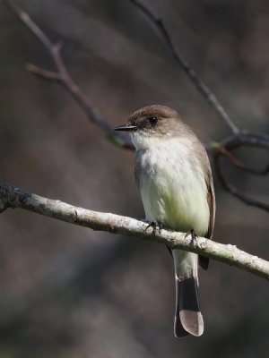 bird_P3040446.jpg