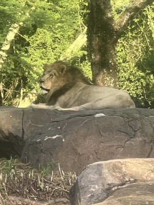 IMG_2143.jpeg
