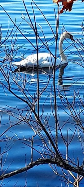 Swan.jpg