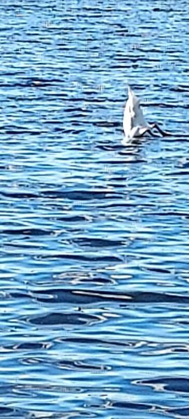Swan feeding.jpg