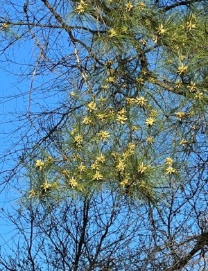IMG_73457348301E-1.jpeg