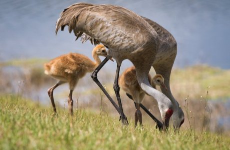sandhills_a1_P3171069.jpg