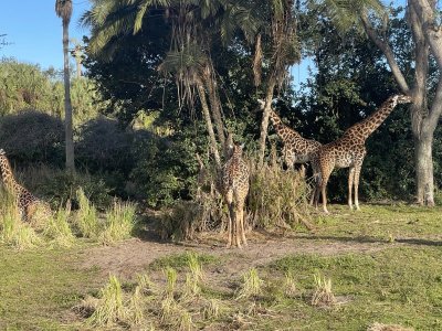 IMG_6193.jpeg