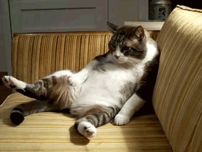 tiredcat.gif
