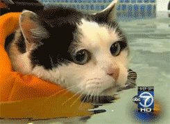catreadytoswim.gif