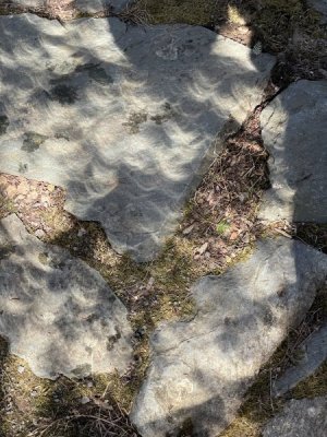 IMG_5523.jpeg