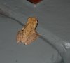 DSC_0374.JPG