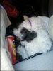 roadtrip puppy sm.jpg