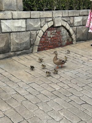 IMG_8787.jpg
