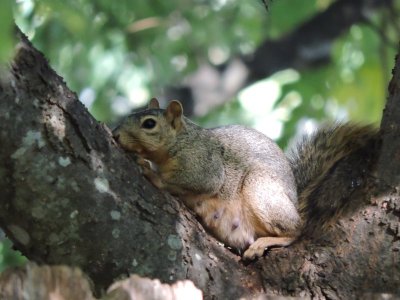 Mamasquirrel.JPG