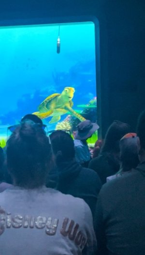 Turtle Talk.jpg