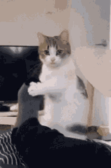 1713077839370.gif