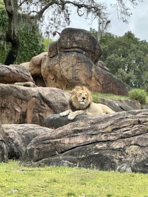 IMG_5559.jpeg