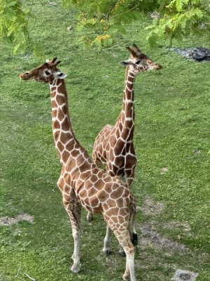 IMG_0645.jpeg