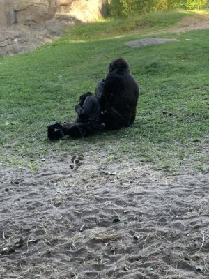 IMG_5071.JPEG