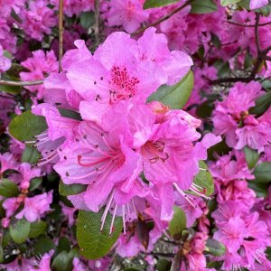 IMG_1351.jpeg