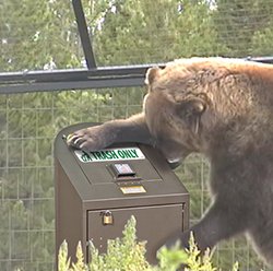 Bear_BPRT1.jpg