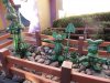 Vgreenveggies Toontown.jpg