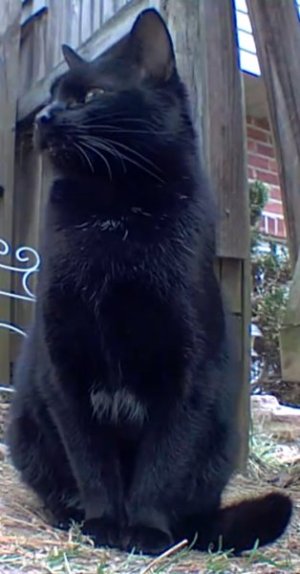 kitty2.jpg