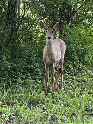 IMG_7943.jpeg