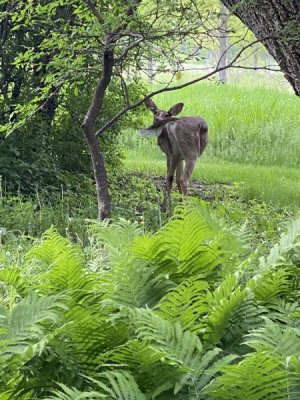 IMG_7941.jpeg