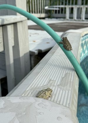 IMG_1715.jpeg