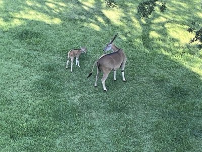 IMG_2436.jpeg