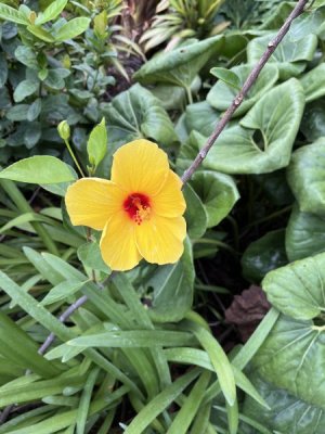 IMG_4553.jpeg