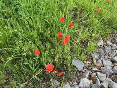 IMG_0708.jpeg