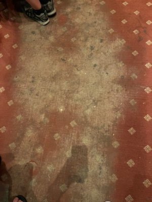RR Carpet.jpg RR Carpet.jpg