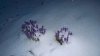 snow-crus.jpg