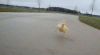 funny-cute-baby-duck-duckling-walking-camera-happy-smiling-animated-gif.gif